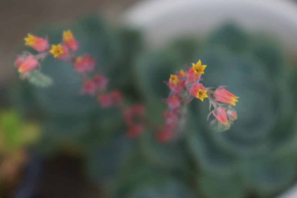 鈴なりの花