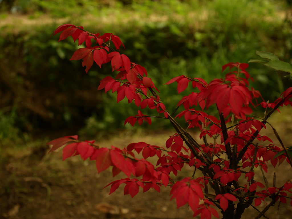 秋はなんだか切なくて。