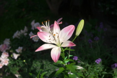 花咲十女