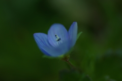 草っぱらの一科