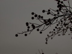 空影を映す