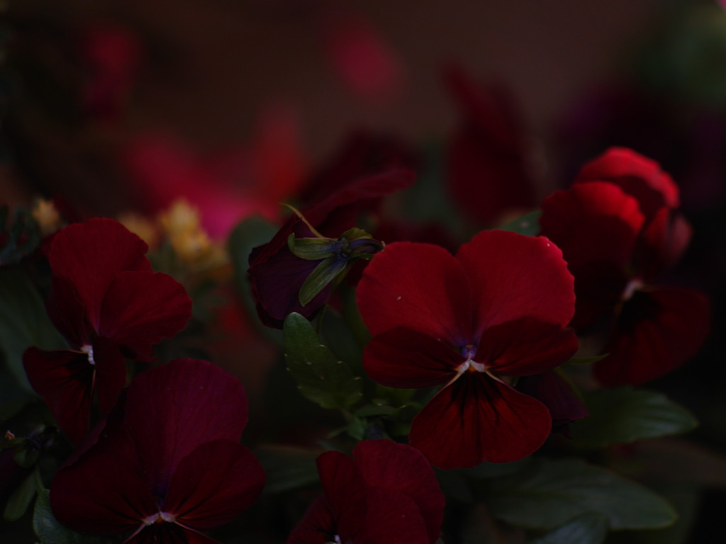 赤紫の花