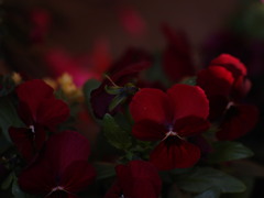 赤紫の花