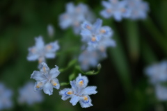 胡蝶花