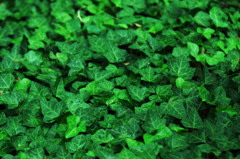 花には花を、葉には葉を