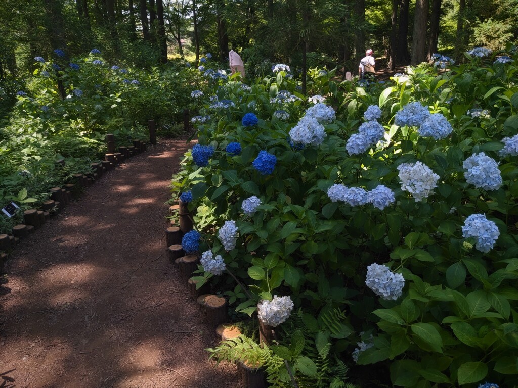 あじさい通り