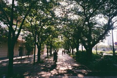 晴海通りの街路樹