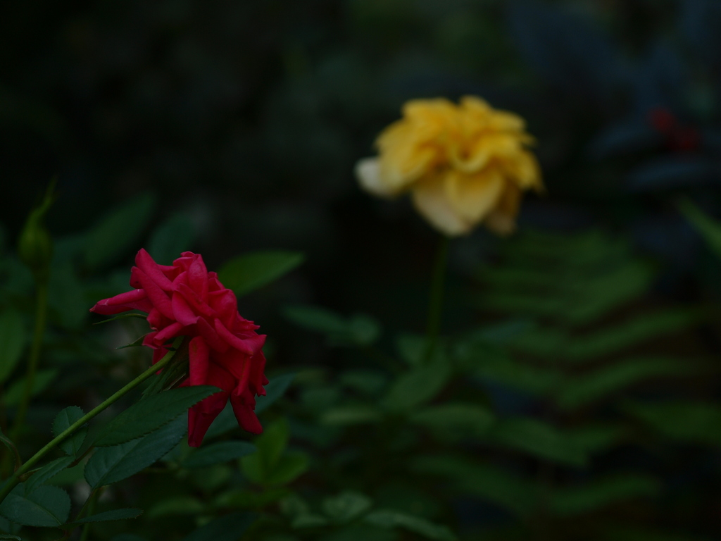 二色の薔薇