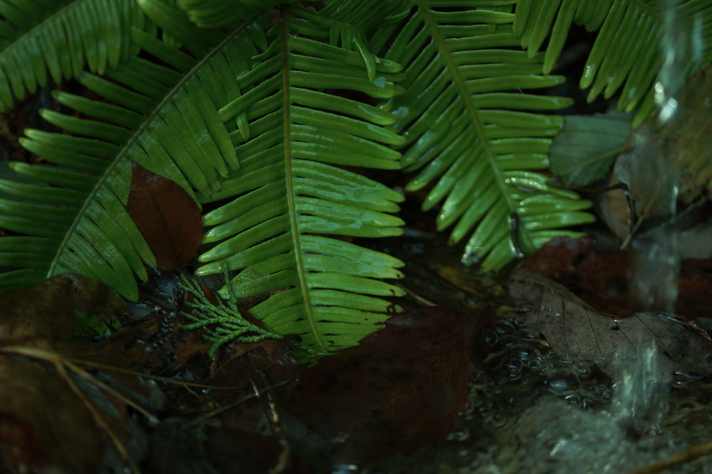 水に生まれ水に育つ