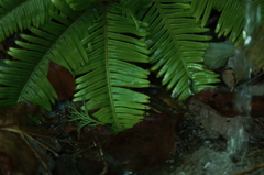 水に生まれ水に育つ