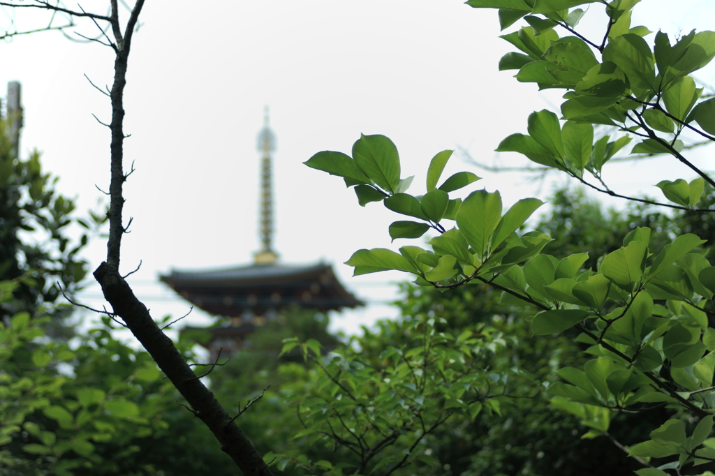 青葉の塔