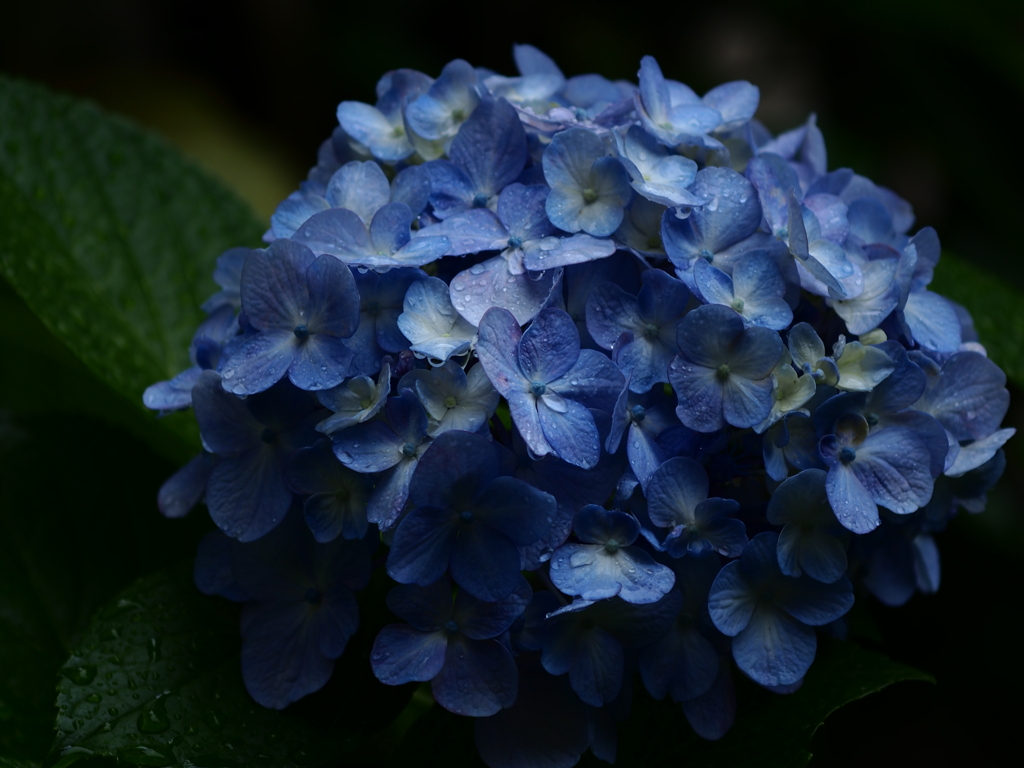 梅雨色の森