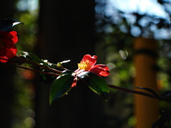 山紅