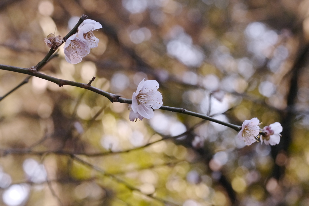 あしたの花々