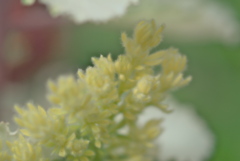 泡の花