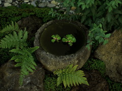 布袋そう