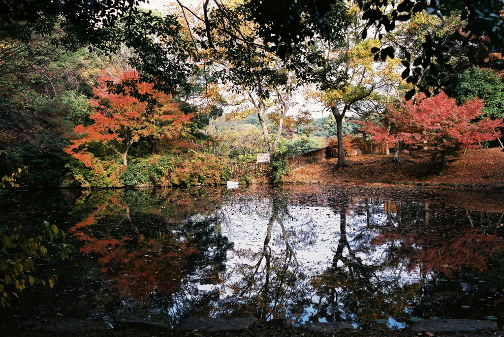 蓮の池