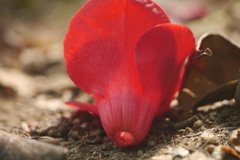 they simply fade away