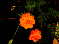 アンニュイcolor