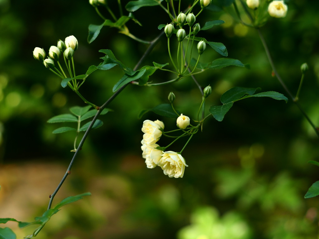 薔薇色の背景