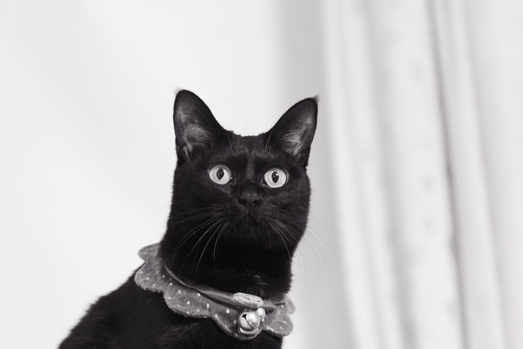 モノクロの黒猫