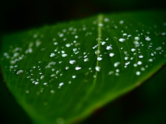 雨滴の受皿