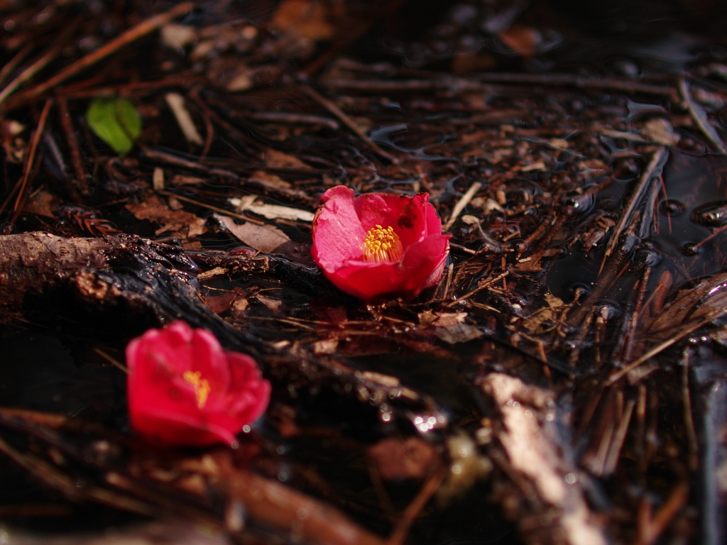 強き花