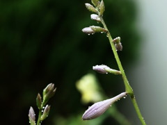 雨の日曜日