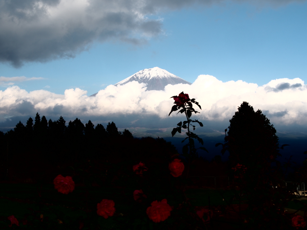 富士と薔薇園