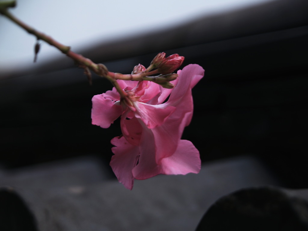 日本瓦にみる風情