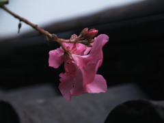 日本瓦にみる風情