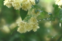 モッコウバラ開花