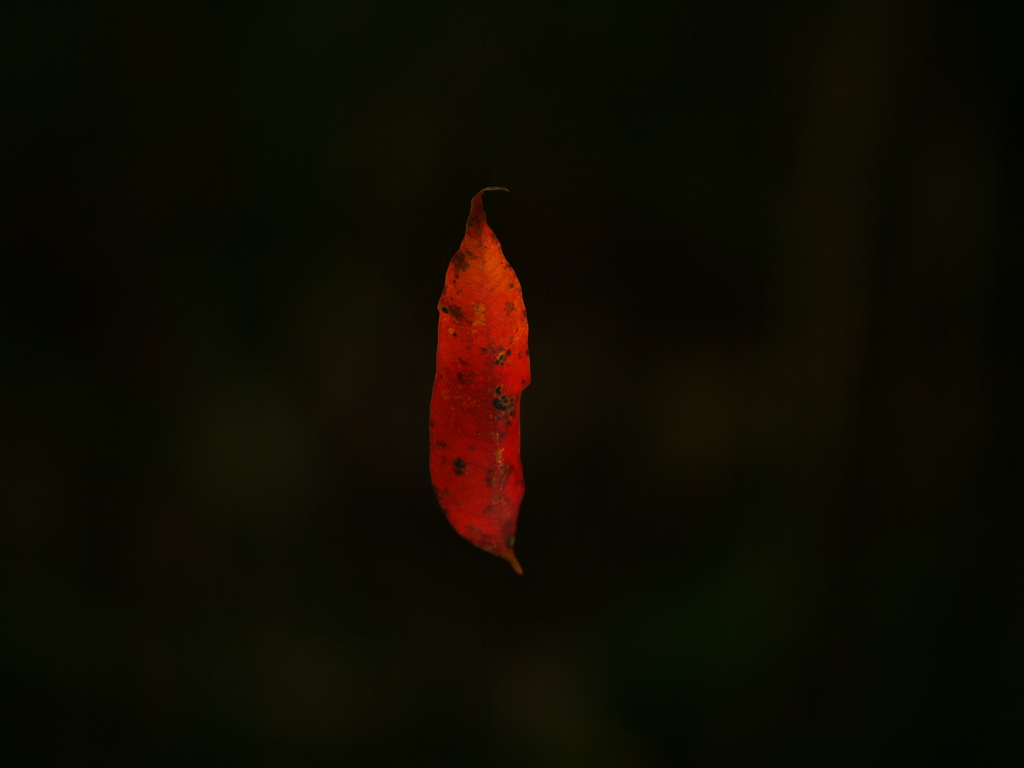 落葉をスポット