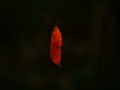 落葉をスポット