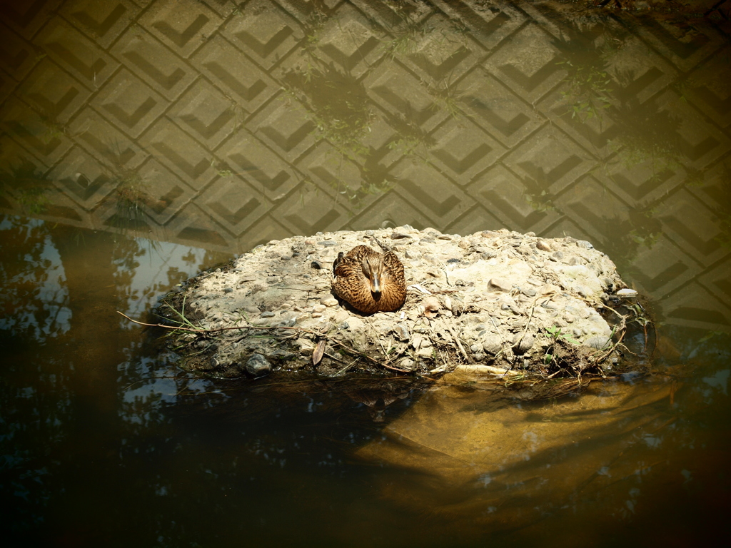 かもも丘で眠る。