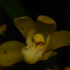 花葉の彩