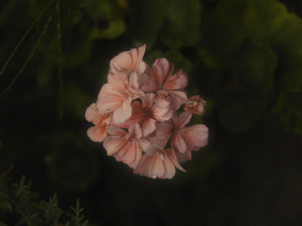 連休には花を咲かせよう