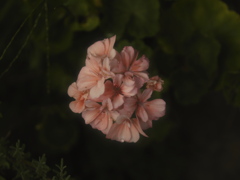 連休には花を咲かせよう