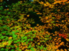 紅葉谷の奥深く