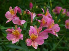 ゆりの花