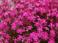 2025年の花束 2025年の花束