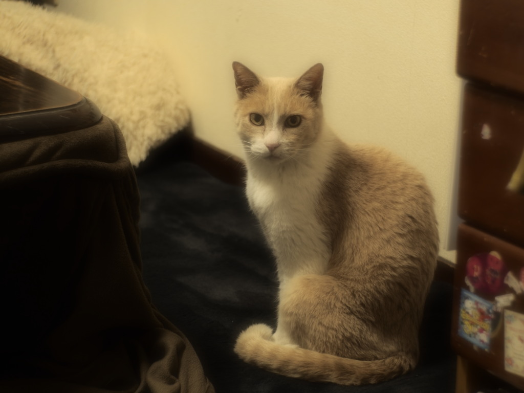 きょうは家猫