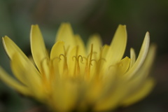 花籠