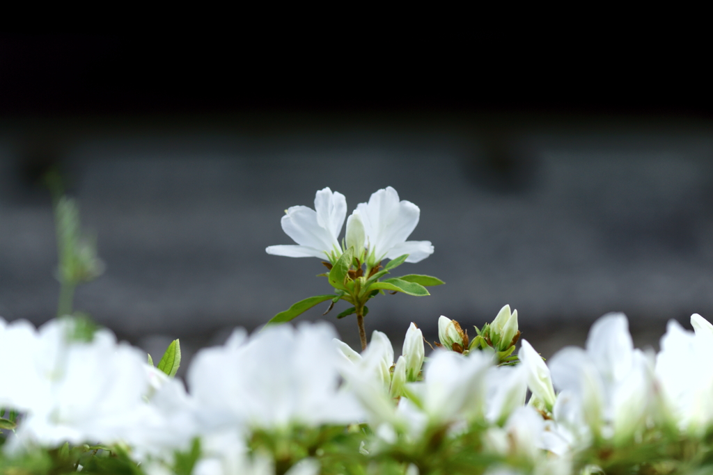 白いつつじの花
