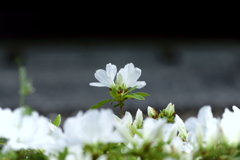 白いつつじの花