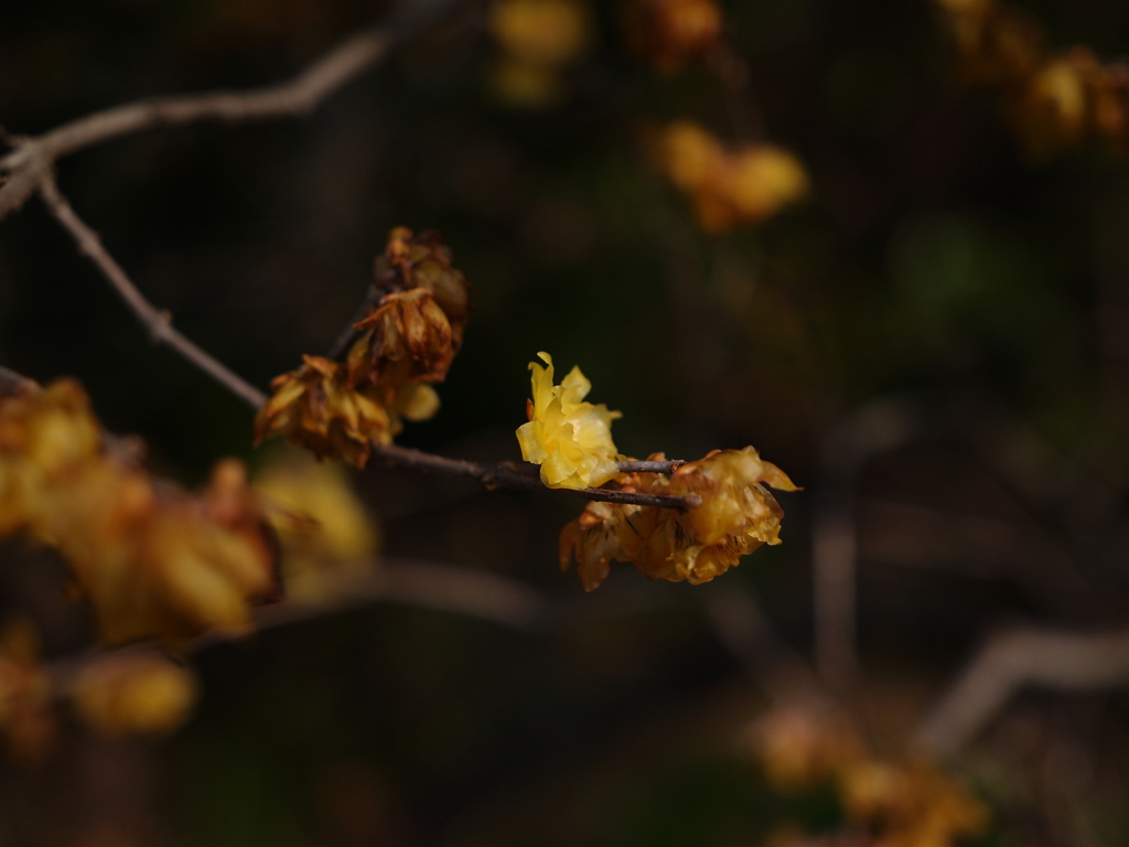 雪中四花