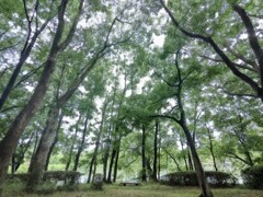 雨と森林浴