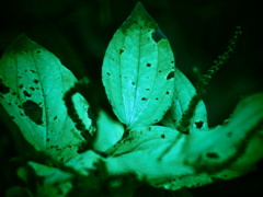 群れの一葉 群れの一葉