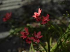 駐車場の片隅
