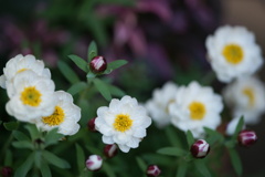 花簪